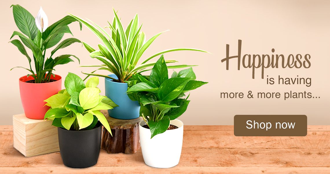 Get A Free Air Pollution Killer Plant on purchase of every product