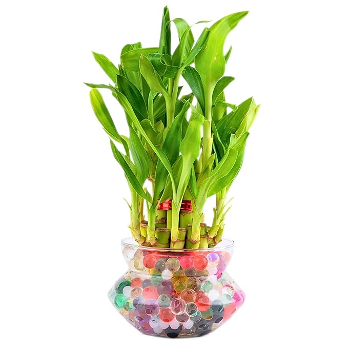 Nurturing Green® Lucky Bamboo Plant in 4 Inch Wide Glass Pot (Small:2 Layer Bamboo) | Living Room Plants | Indoor Plants