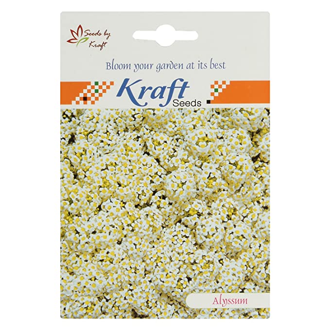 Alyssum Carpet of Snow Seeds (Pack of 2) by Kraft Seeds