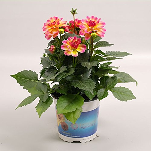Creative Farmer Flower Seeds : Dahlia Flower Plant Seeds Of Flower Seeds - Garden Flower Seeds Pack