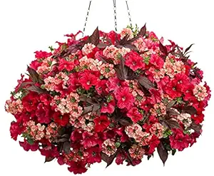 Creative Farmer Flower Seeds : Nemesia Orchid Like Flower Flowering Plants Seeds Flower Seeds For Home Decor Garden [Home Garden Seeds Eco Pack] Plant Seeds