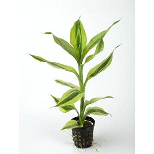 Babylon Blooms Dracaena Sanderiana Indoor Plant