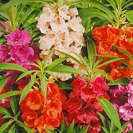 Kraft Seeds Balsam Double Mixed Flower Desi Seeds Summer Variety Special for Home and Balcony Gardening (Buy 1 Get 1 Free) (Multicolor)