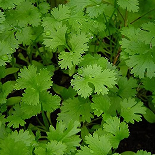 Kraft Seeds Vegetable Coriander Seeds for Home Gardening (2 Packets , 10gm each) | Leafy Winter Vegetable Seeds for Home Garden | Fresh Vegetables Seeds for Kitchen | Organic Dhania Leaves Seeds