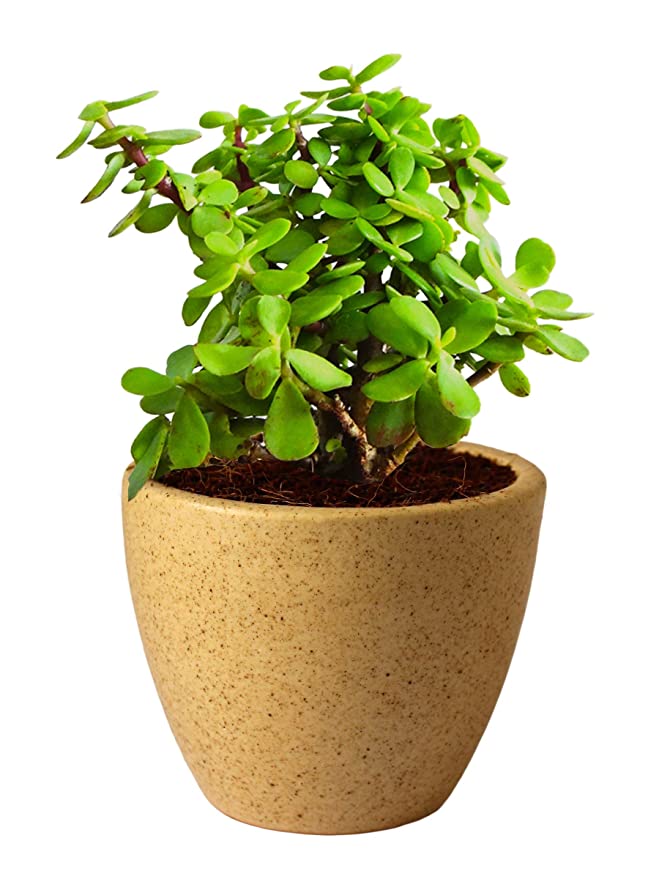 Plants Villa Live Jade Air Purifier Succulent Plant With Pot - Good Luck Plant