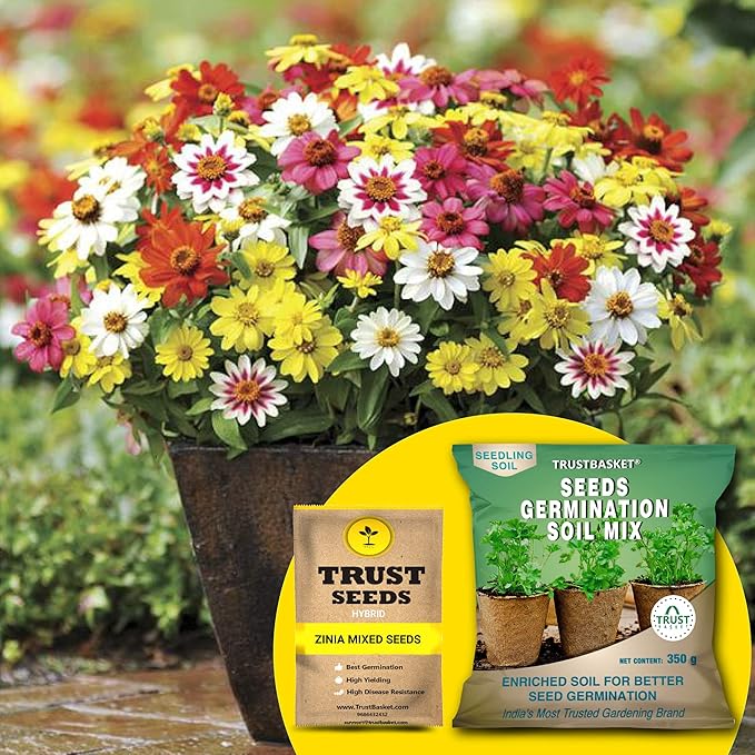 TrustBasket® Zinia Mixed (Hybrid) Seeds With Free Germination Potting Soil Mix
