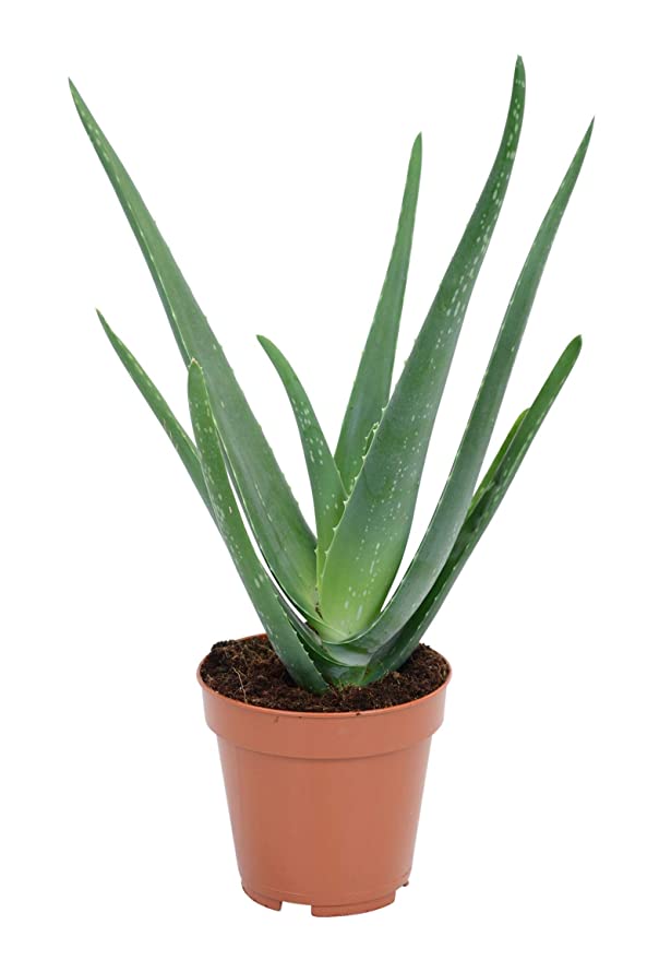 Home Little Plants Aloe Vera Natural Plant with Pot