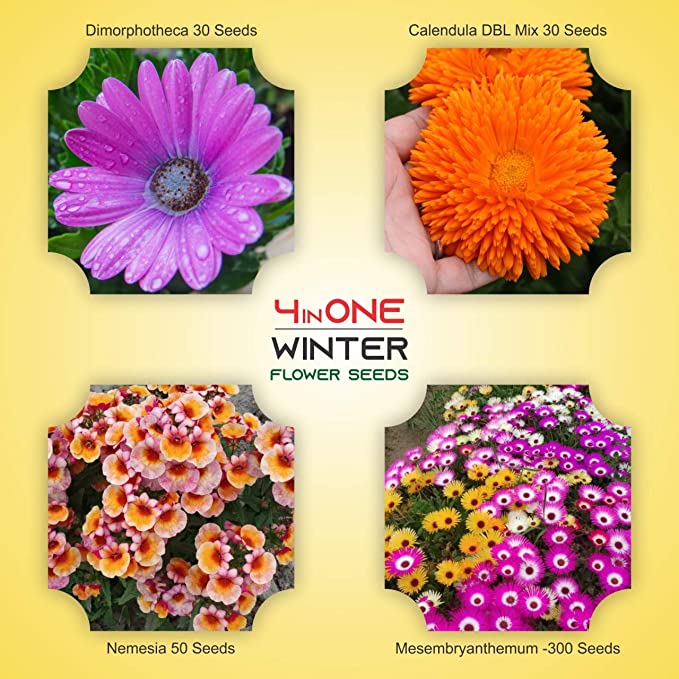 Kraft Seeds Winter Flower Seeds Superb Quality Non GMO Heirloom July onwards Sowing (Pack of 4 varieties)