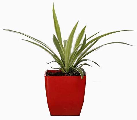 V A ENTERPRISES Spider Plant