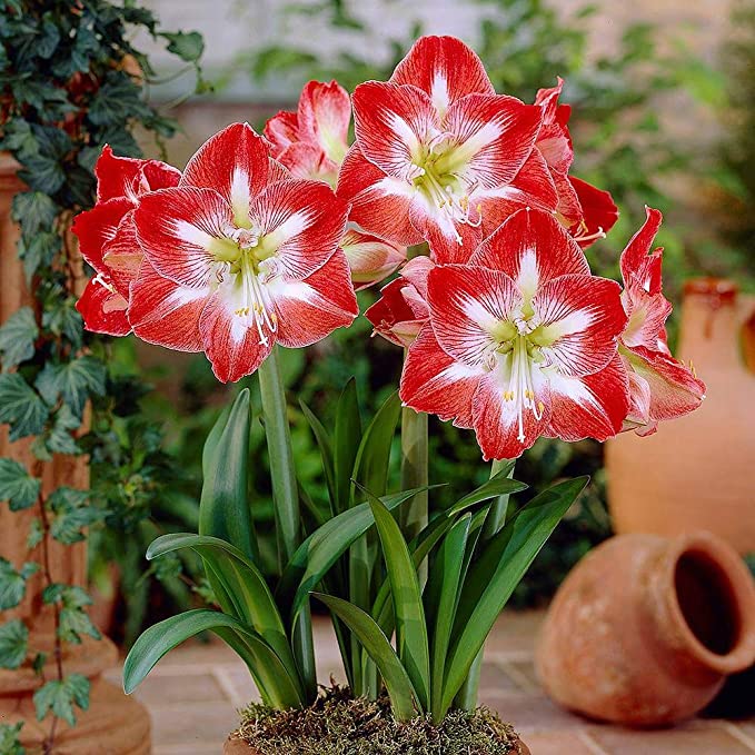 Kraft Seeds Amaryllis Lily Flower Sow and Grow Fresh Healthy Bulbs in Your Garden (Set of 3) (Pack of 1)
