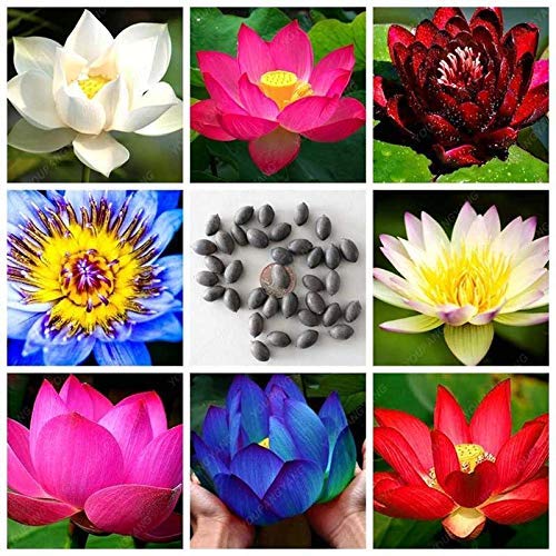 NooElec Seeds India SEEDVILLE Lotus Flower Seeds All Mix Colors Growing Lotus Brings Positive Vibrations According To Vaastu Shastra (Pack of 15 Seeds)
