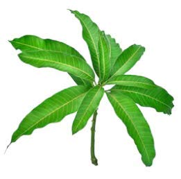 Taras Organic Fresh Mango Leaves (Pack of 21 Leaves)