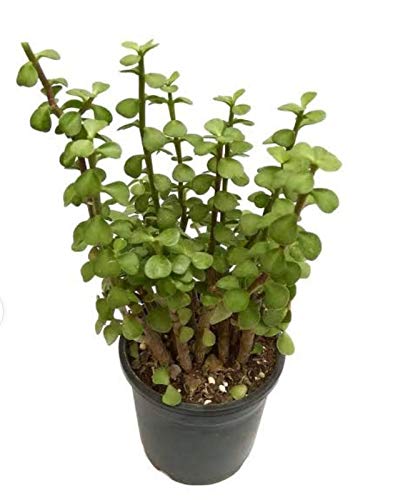 SELPLINE Jade Very Hardy Bonsai Live Succulent Plant with Pot