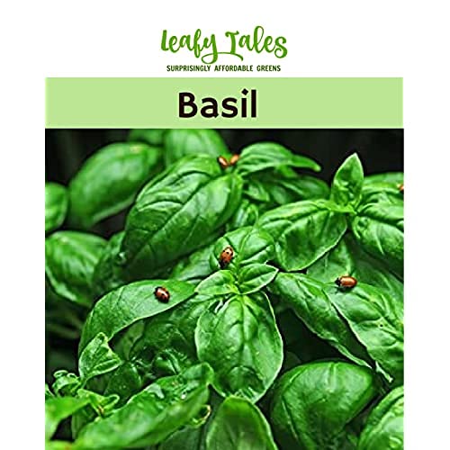 Leafy Tales Basil Seeds for Kitchen Gardening, 500 seeds