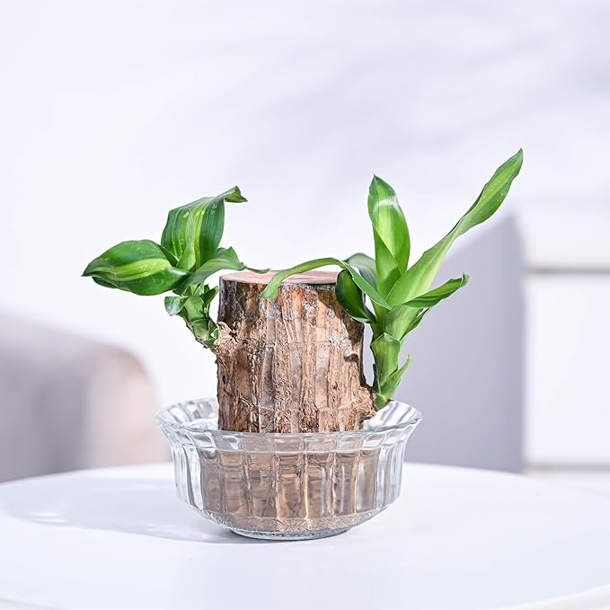 UGAOO Brazilian Wood Live Plant with Glass Bowl | Indoor Live Lucky Brazilian Wood Plant for Living Room, Home, Office, Table, Kitchen & Desk Décor