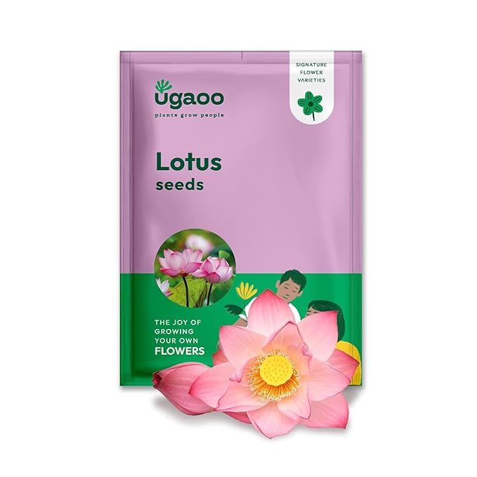 Ugaoo Lotus Seeds for Planting - Pack of 20 Seeds | High-Germination Lotus Seeds for Planting in Water, Home Garden & Ponds