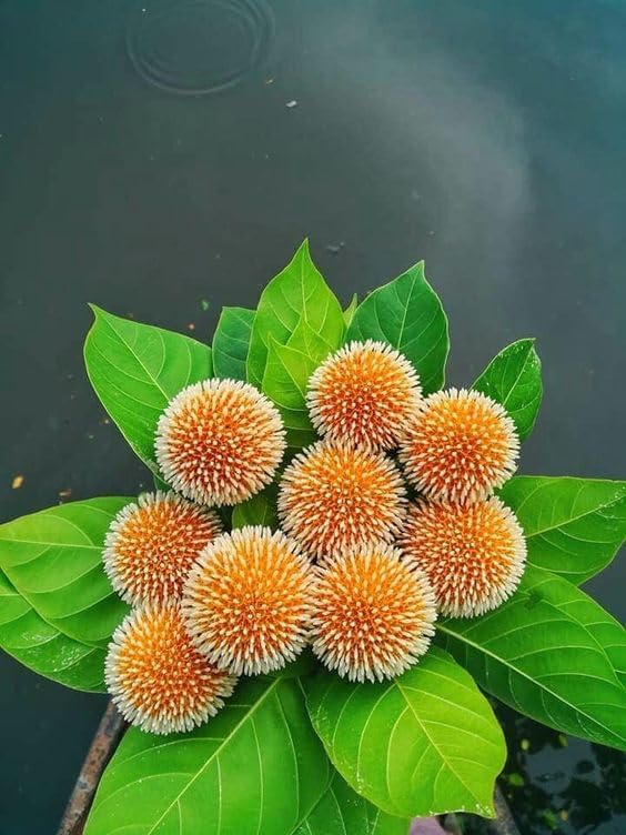 Gorgeous Glory Garden Live Real Live Kadam/Kadamb Beautiful & Charming Flower Herbal Plant - (1 Healthy Live Plant with Black plastic Pot)