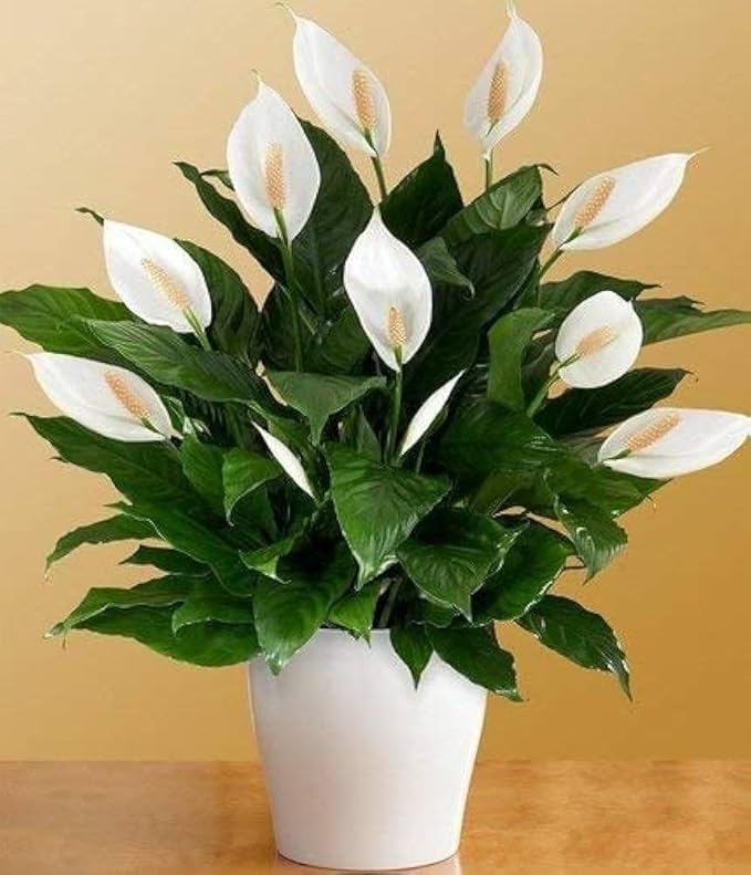 Floryzen Original Live Peace Lily or Spathiphyllum Plant Air purifier Good luck plant (Pack of 1 With Pot)