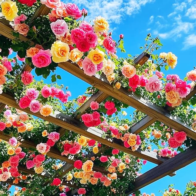 Earth Hopper Imported Hybrid Climbing Rose Flower Mix Seeds, Year-Round Blooms (Pack of 250+ Seeds)