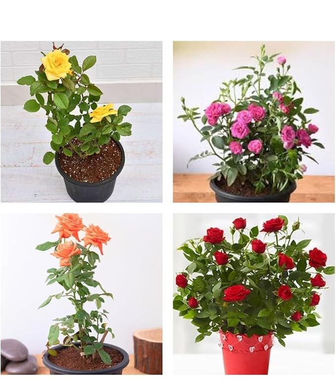 Rose Plant (pack of 4) Variety Pack, Live all seasons 12 monthly flower Flowering Plants,Potted, Indoor Outdoor Garden
