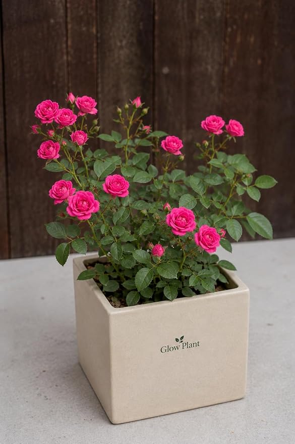 Glow Plant Pink Damascus Rose Live Plant (28 - 30 cm) | Beautiful Fragrant Home Decorative Flower | Rare Heirloom Gulab for Perfume & Tea | Perfect for Balcony, Backyard and Terrace Garden