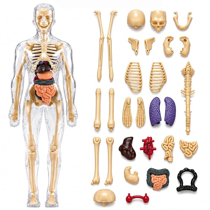 Labs Anatomy Kit | 29-Piece Anatomy Kit with Skeleton, Organs, Body Parts | Human Body 3D Puzzle, STEM Science Toy | Skeleton Model Detachable Bones | Body Parts Toy for Kids Ages 5-12 Yrs