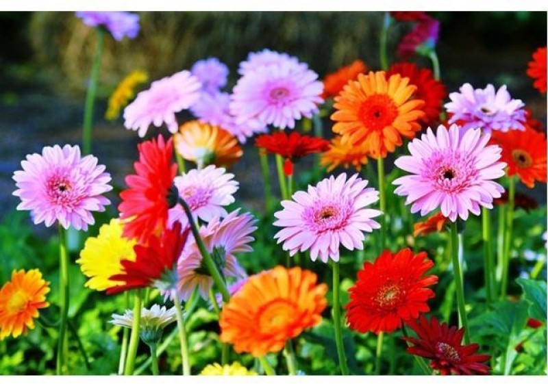 Starting ₹59 Plant Seeds