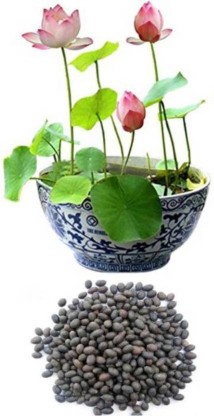 Saaheli Lotus Multicolor Flower Seed  (28 per packet)