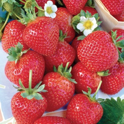 Paudha Strawberry Seed  (45 per packet)
