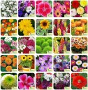 Agnico Agnico 25 Varieties of Flower 1815+ Seeds For Your Garden Beautiful Bloom High Germination Seeds with Instruction Manual Seed  (1815 per packet)