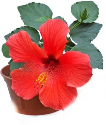 BHAJANLAL GREENERY Hibiscus Plant  (Pack of 1)