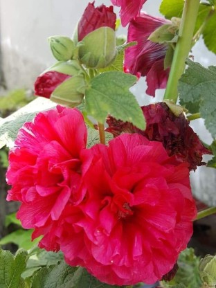 Fulmala Nursery Lotus Plant  (Hybrid, Pack of 1)