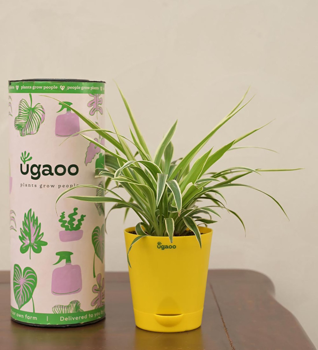 Spider Natural Plant In Yellow Self Watering Plastic Pot, By Ugaoo
