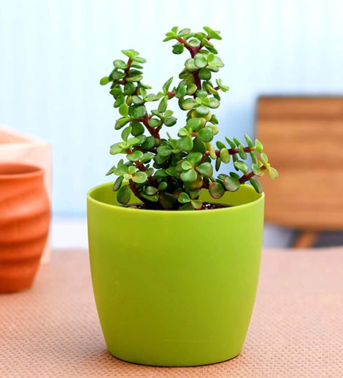 Elephant Bush Portulacaria Afra With Pot Natural Plant, By Nurserylive