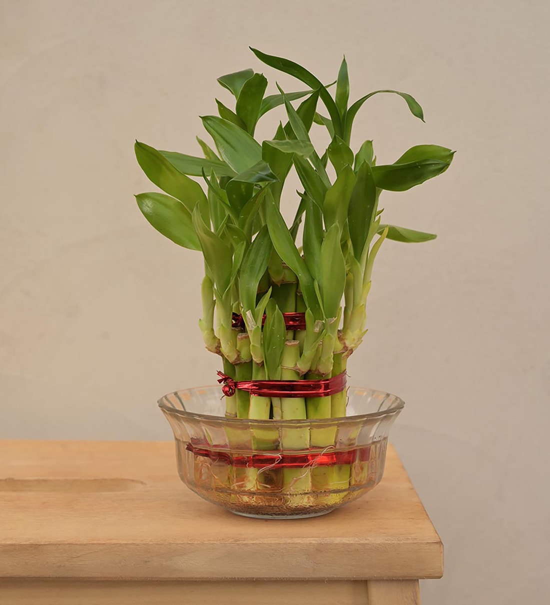 Lucky Bamboo 2 Layer Natural Live Plant In Green Self Watering Pot, By Ugaoo