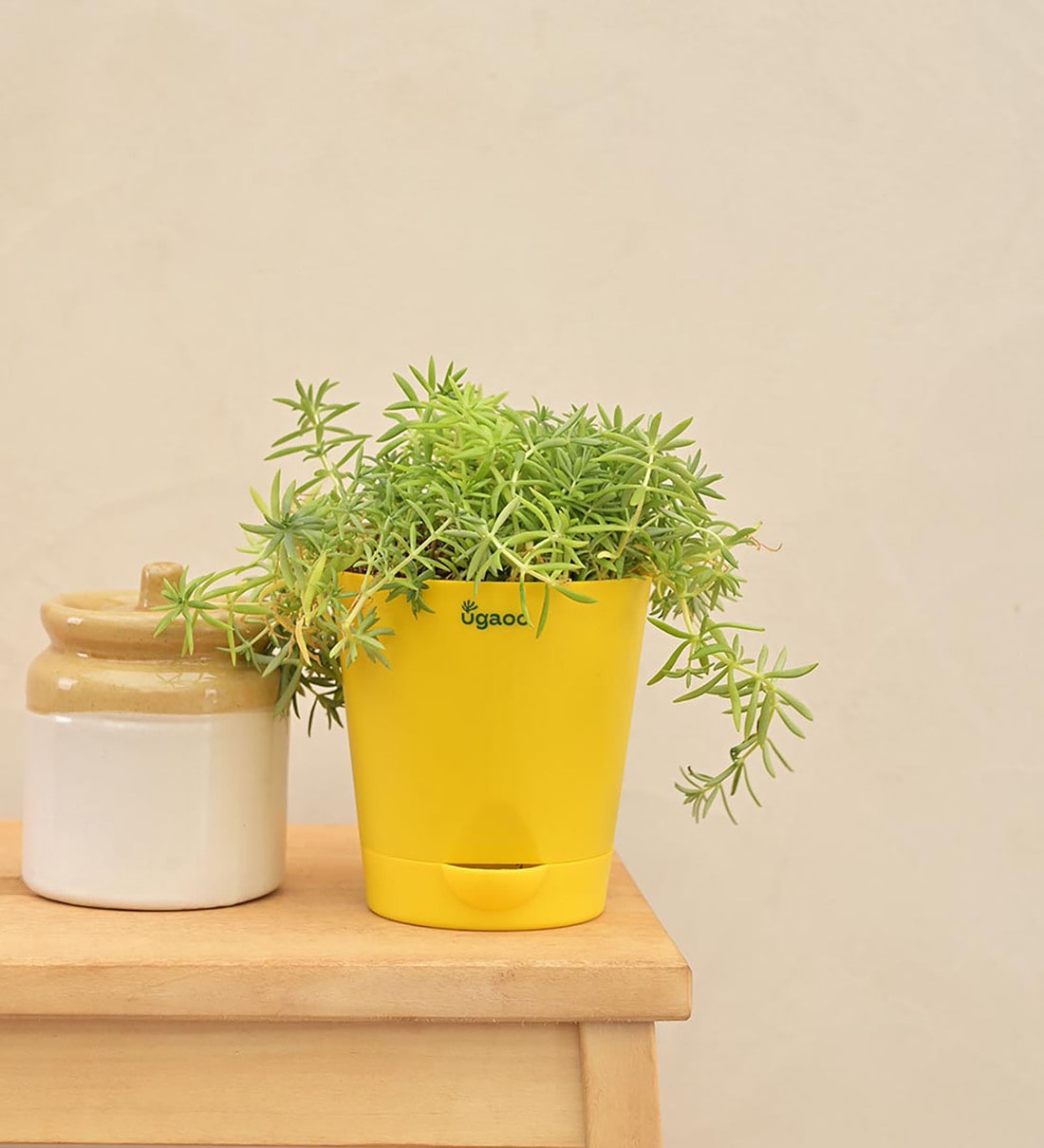 Golden Sedum Natural Plant In Yellow Self Watering Pot, By Ugaoo