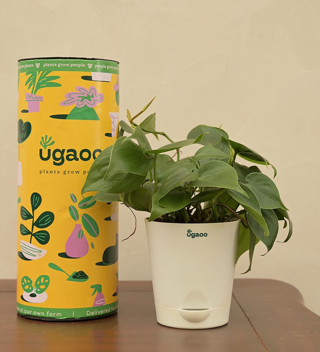 Philodendron Oxycardium Green Natural Plant In White Self Watering Plastic Pot, By Ugaoo