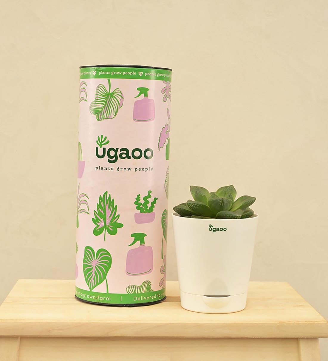 Haworthia Cymbiformis Natural Plant In White Self Watering Plastic Pot, By Ugaoo