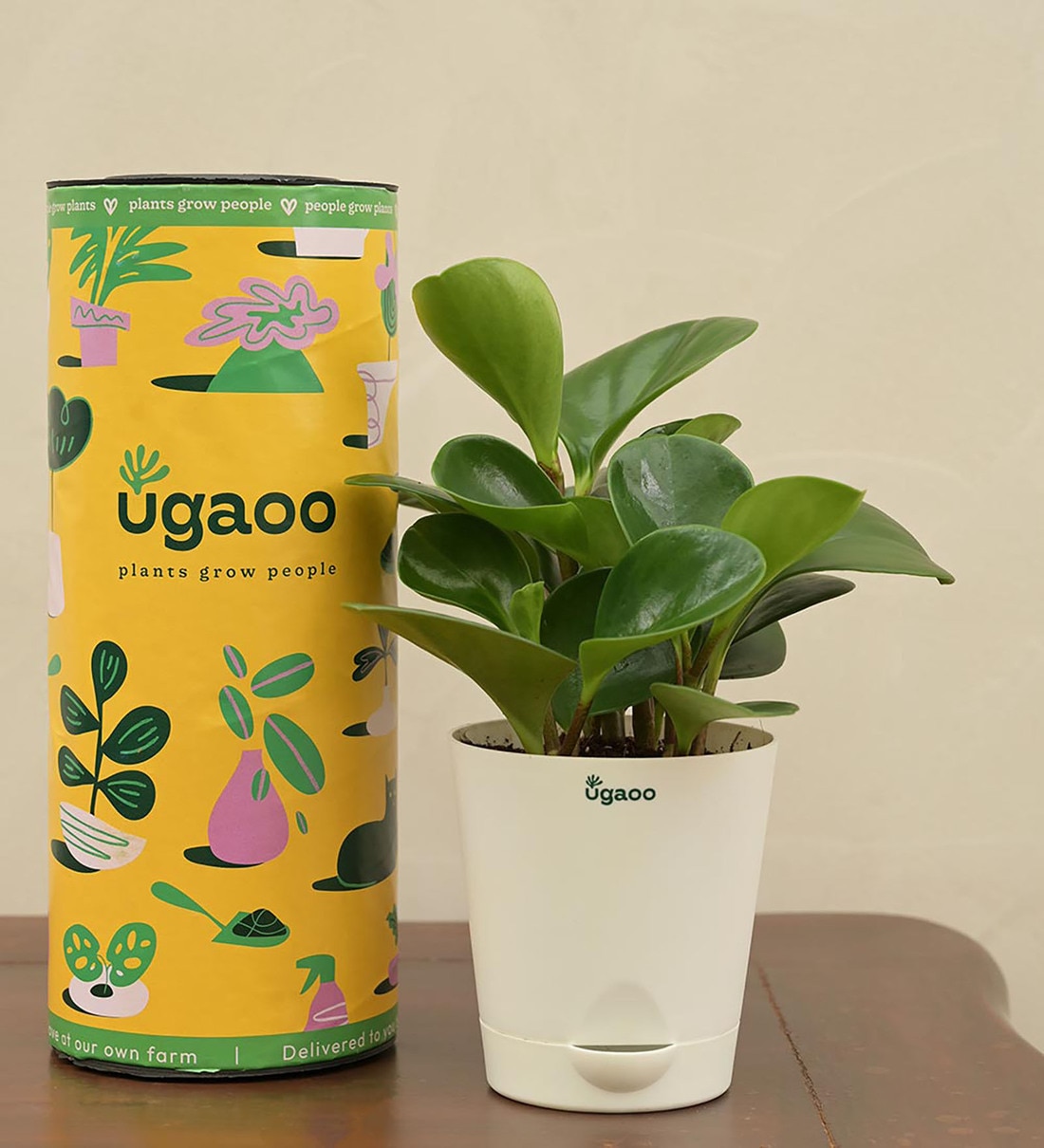 Peperomia Natural Plant In White Self Watering Pot, By Ugaoo