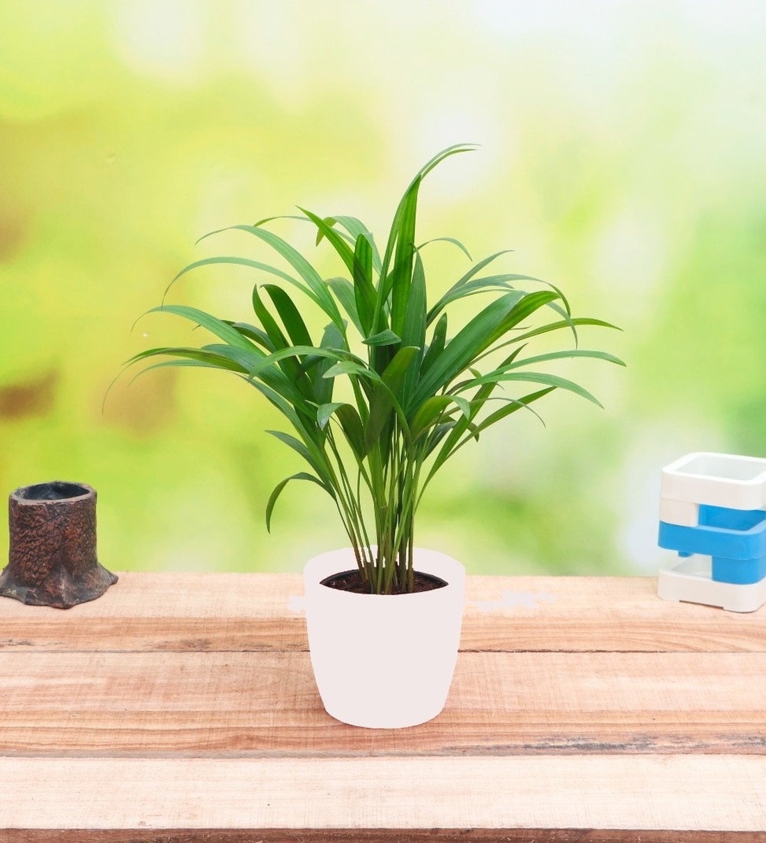 Areca Palm With Pot Natural Plant, By Nurserylive