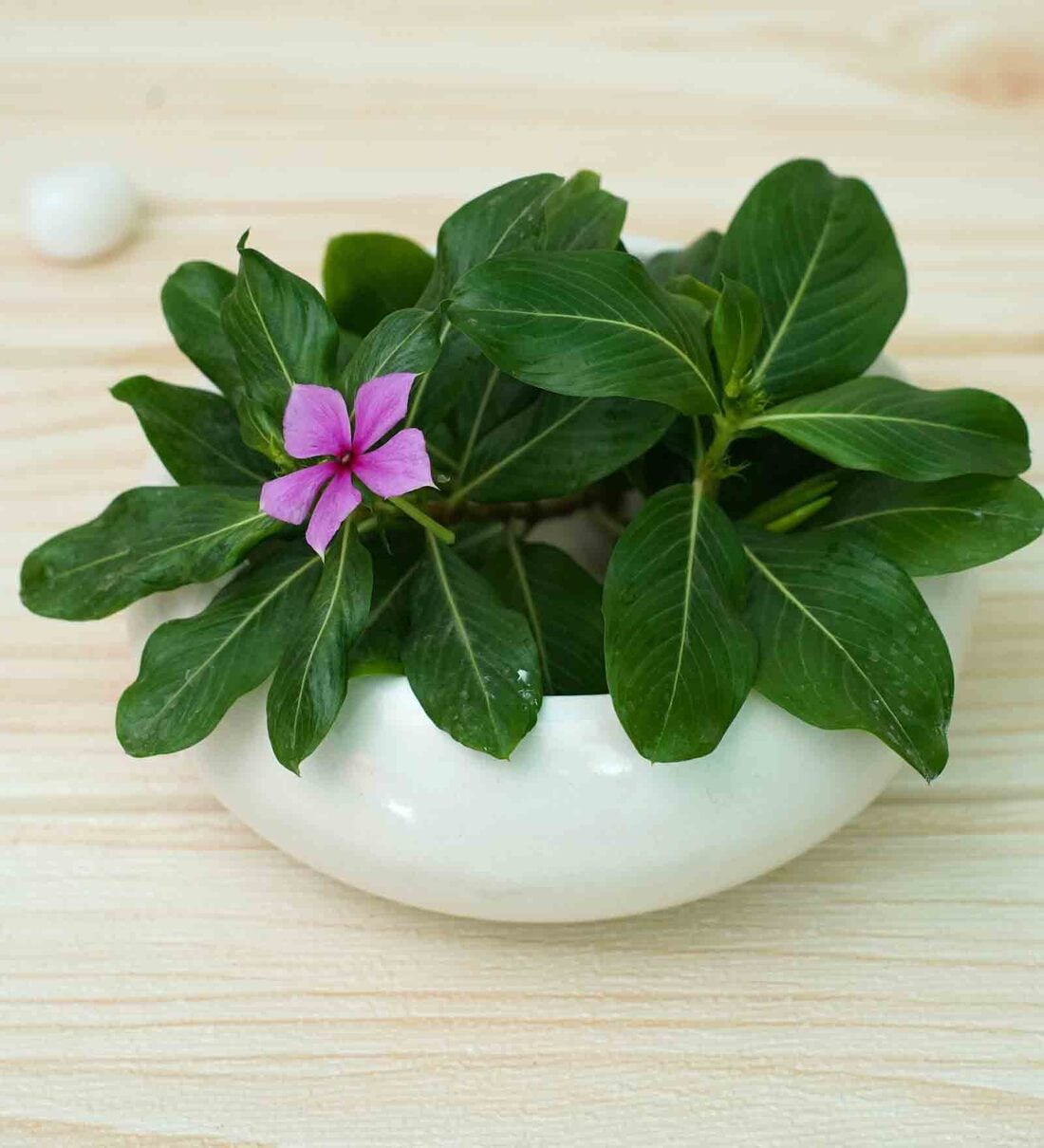 White Ceramic Belly Desk Pot, By Gold Dust