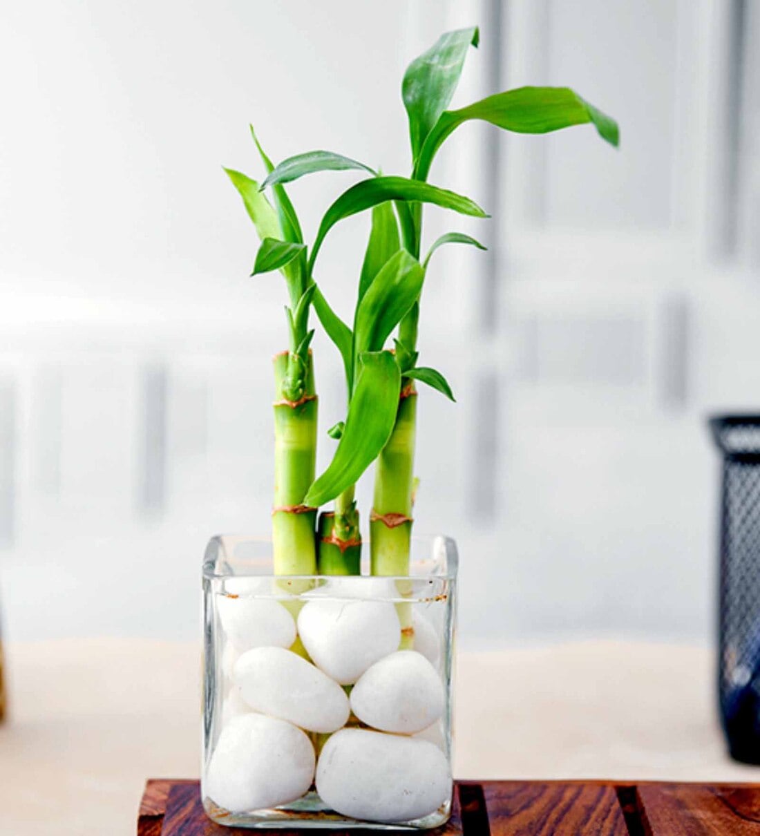 Lucky Bamboo Emelia Natural Plant, By Nurserylive