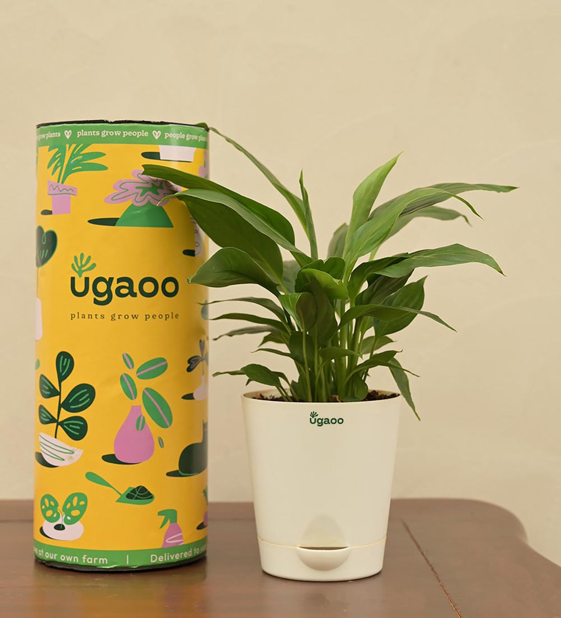 Peace Lily With Pot Natural Plant, By Ugaoo