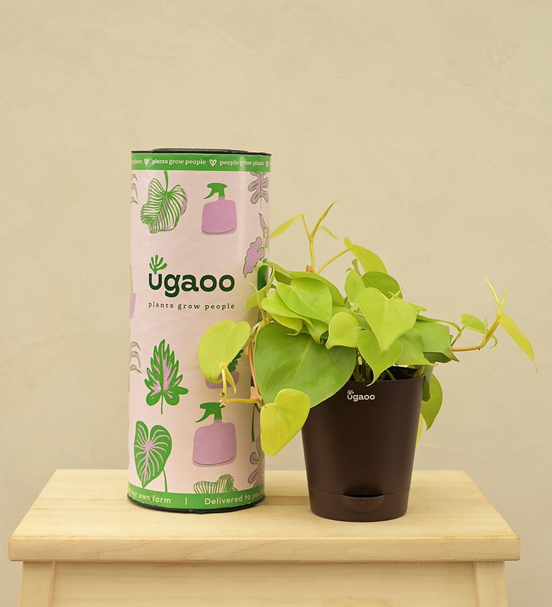 Philodendron Oxycardium Golden Natural Plant In Brown Self Watering Plastic Pot, By Ugaoo