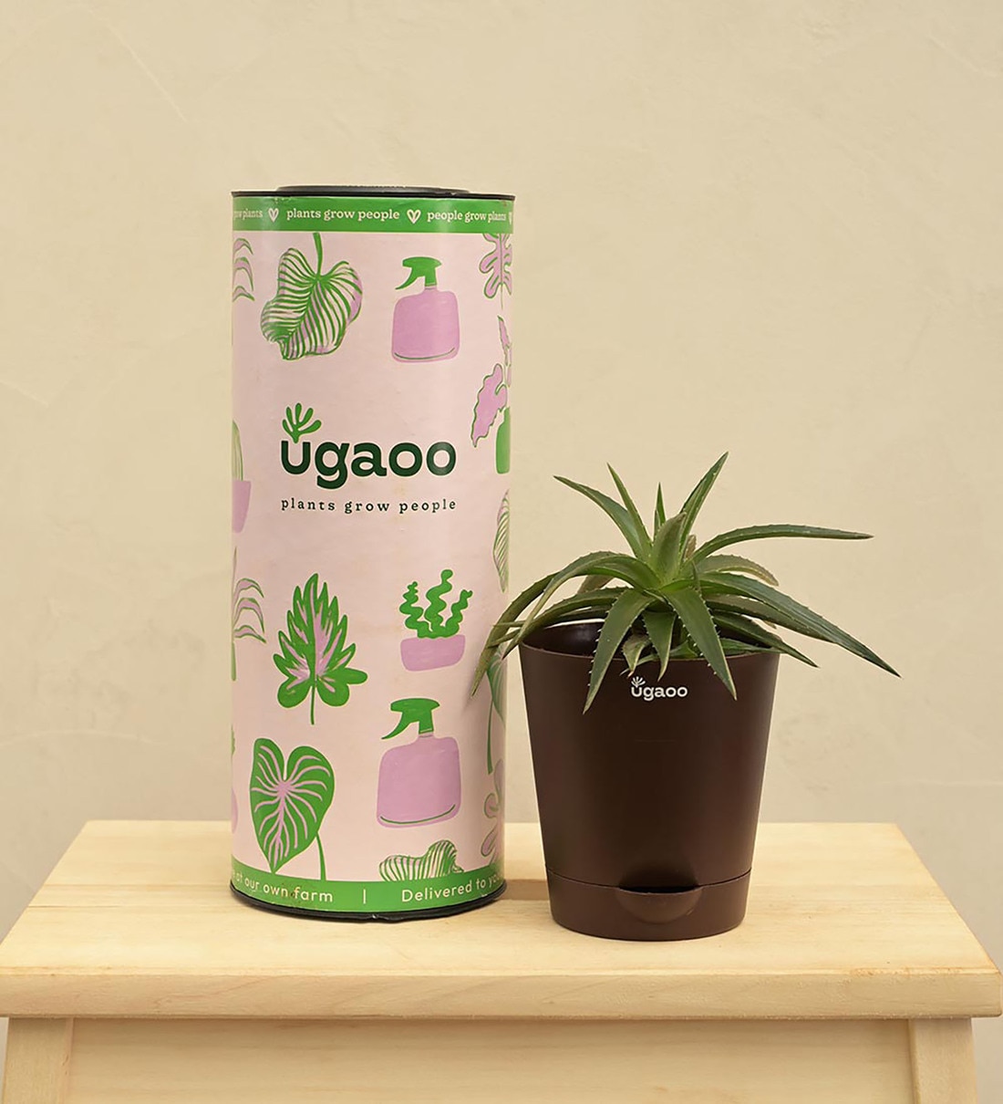 Aloe Vera Green Mini Natural Plant In Brown Self Watering Plastic Pot, By Ugaoo