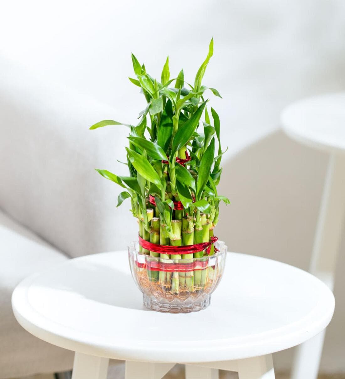 Lucky Bamboo 3 Layer Natural Plant In Green Self Watering Plastic PotShare By Ugaoo
