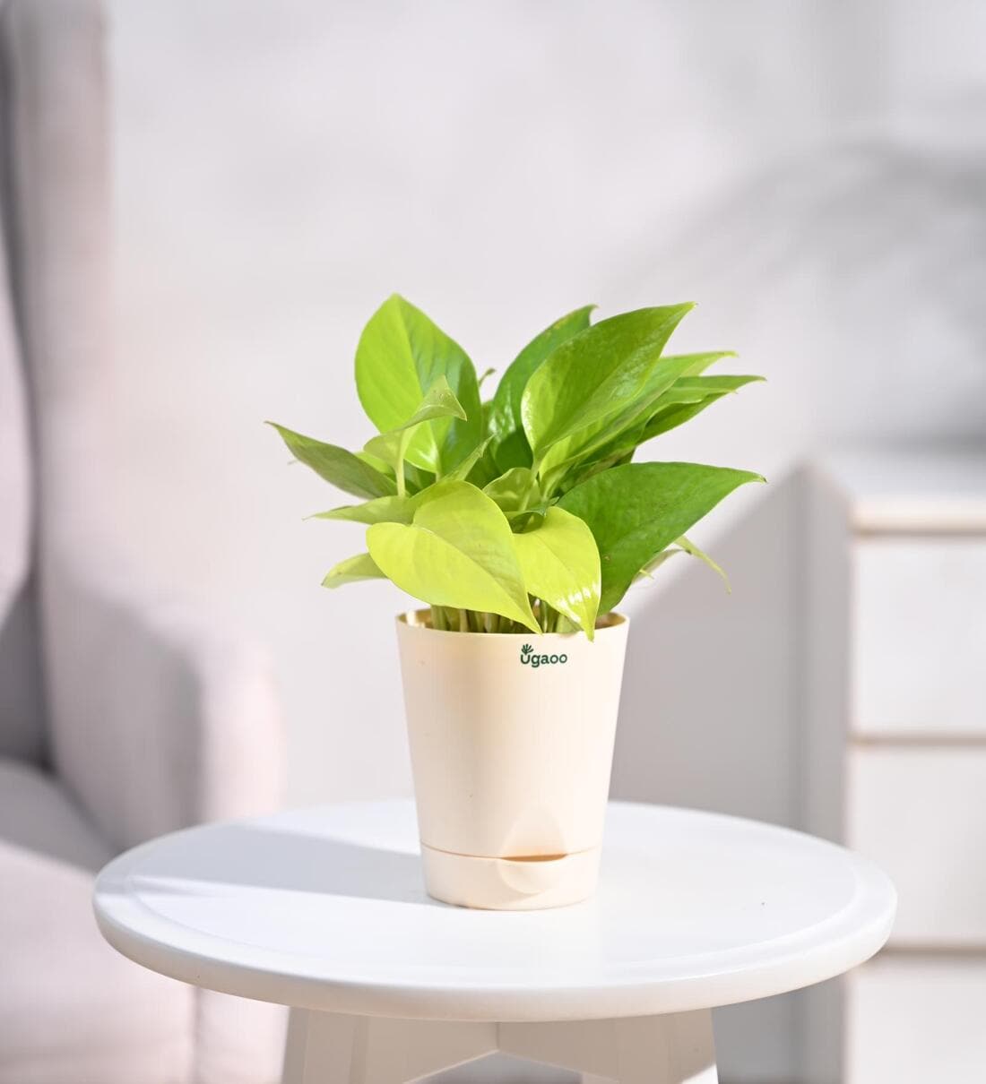 Money Golden Natural Plant In White Self Watering Plastic PotShare By Ugaoo