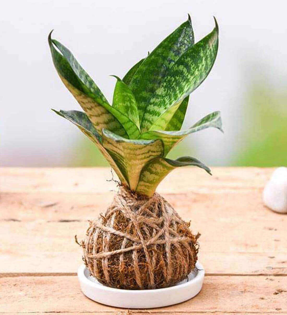 Snake Kokedama Natural Plant with Ceramic BaseShare By Nurserylive