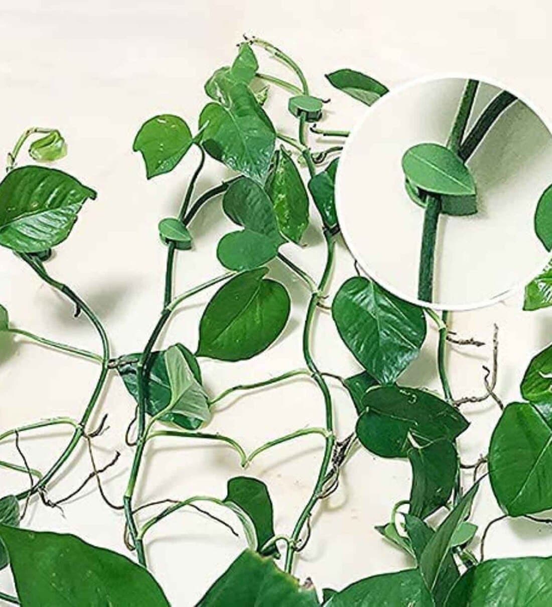 Plant Support For Climbers Pack Of 10 Leaf Plant OrganiserShare By Regalo