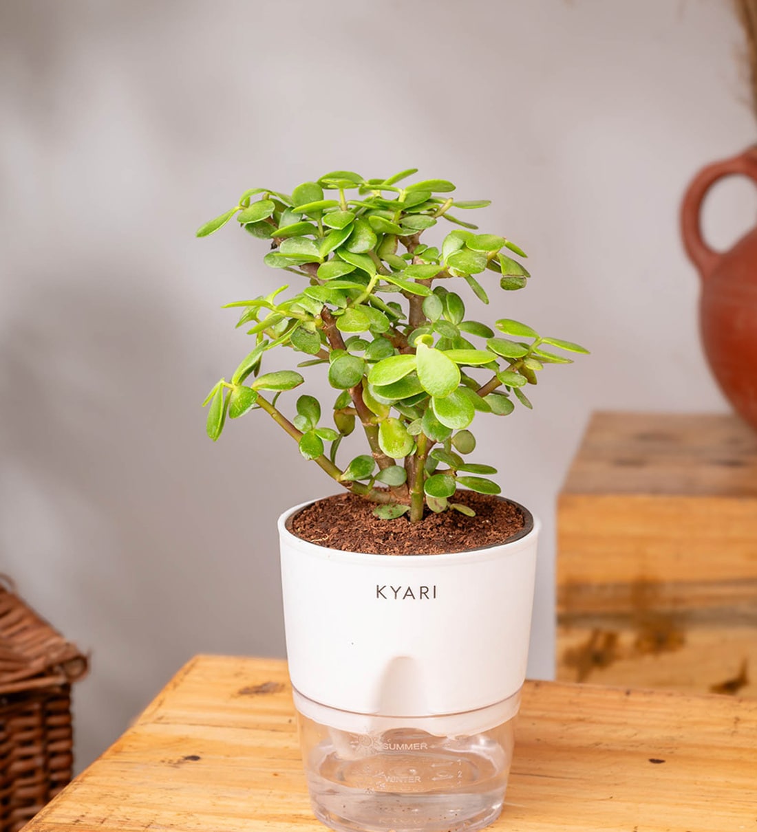 Lucky Jade Plant With  Self Watering PotShare By Kyari